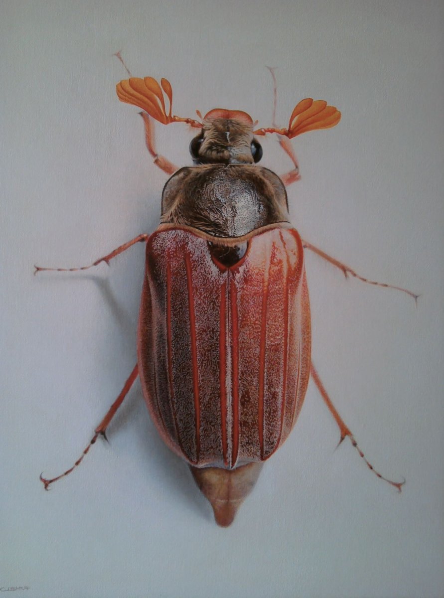 Голова майского жука