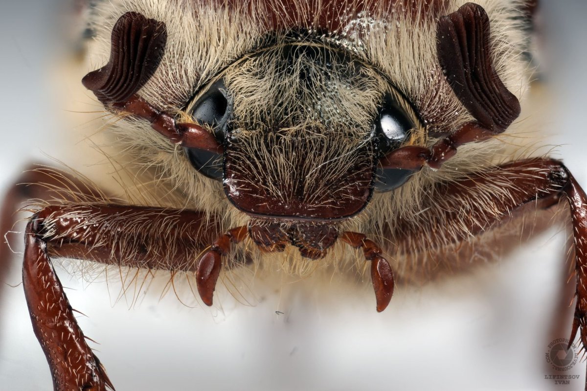 Майский Жук жвала