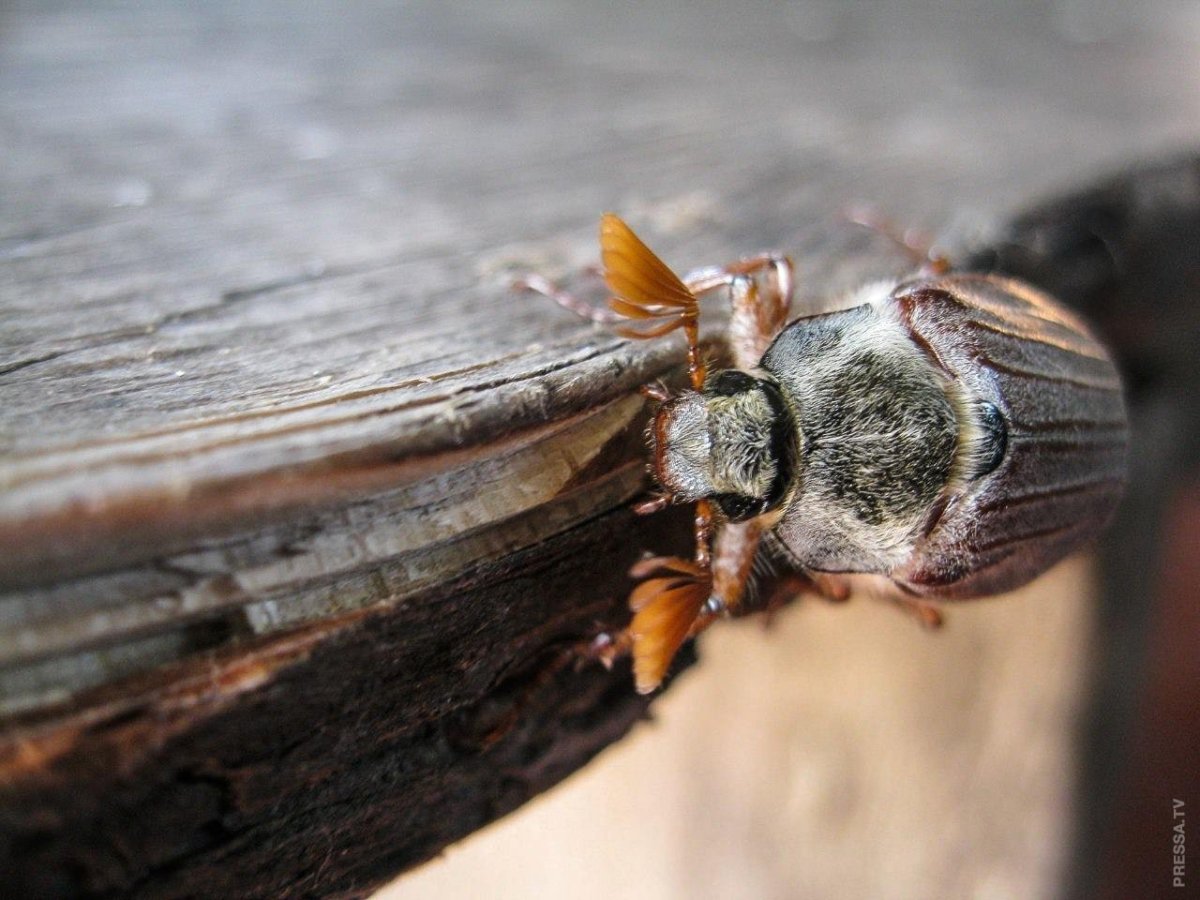Майский Жук под микроскопом