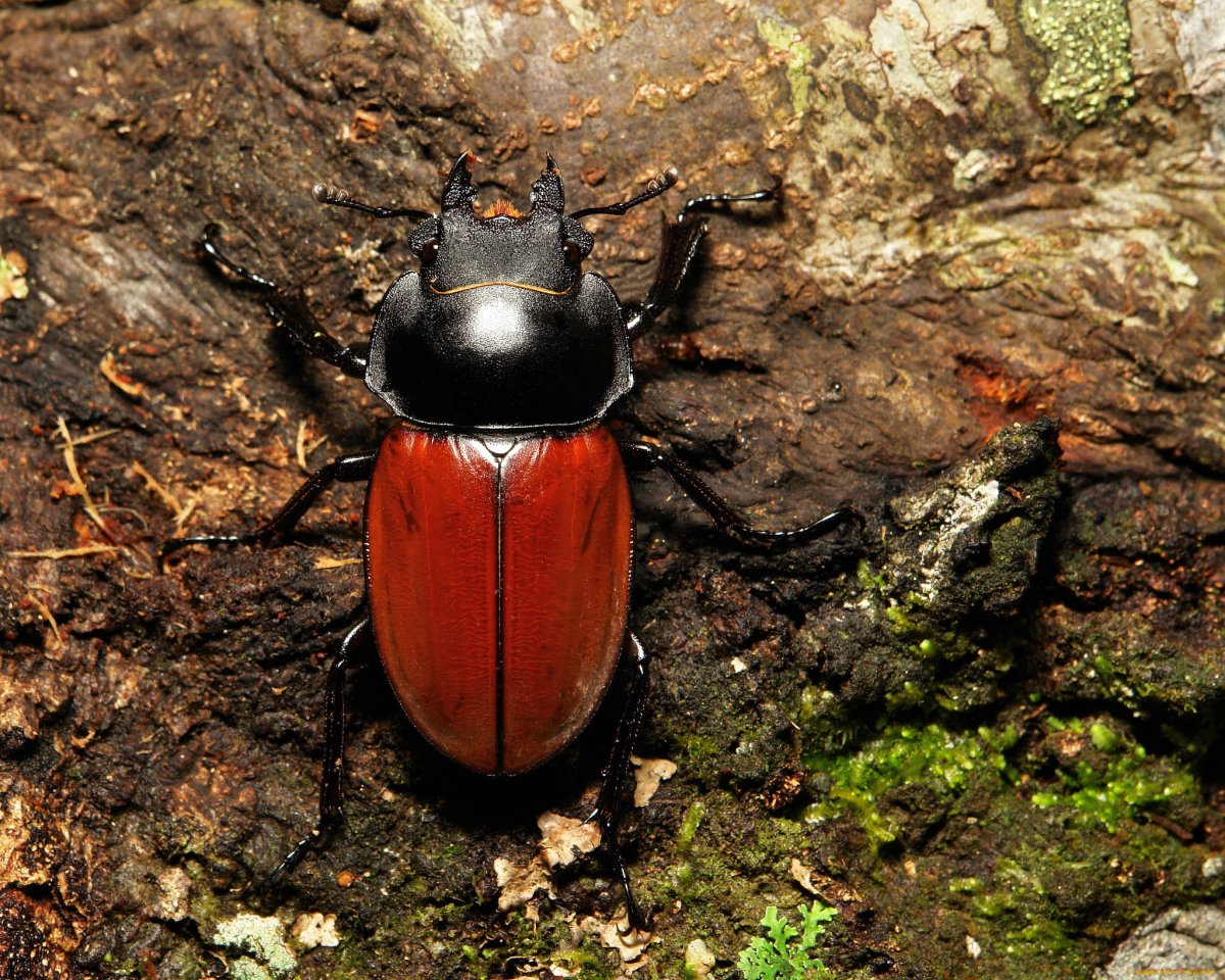 Жук хрущ квартирный