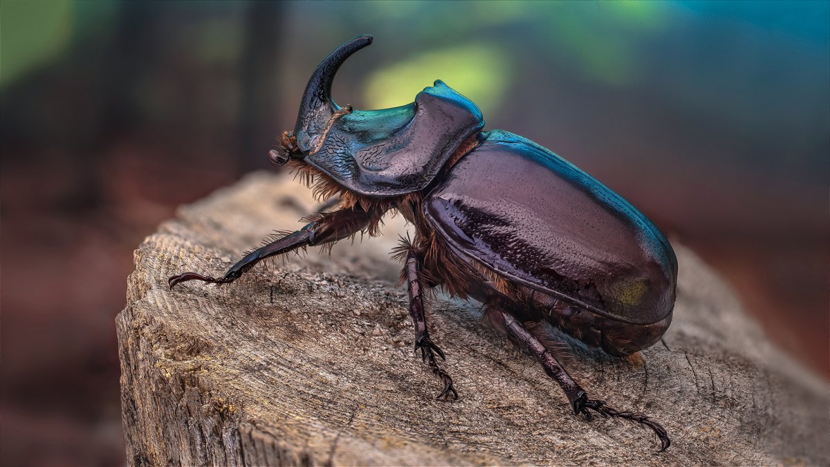 Японский Жук носорог