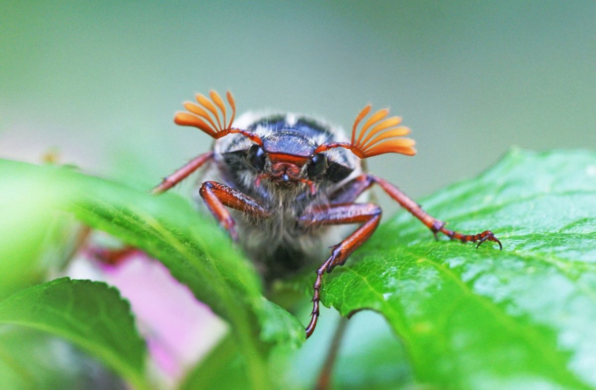 Шаранка Майский Жук