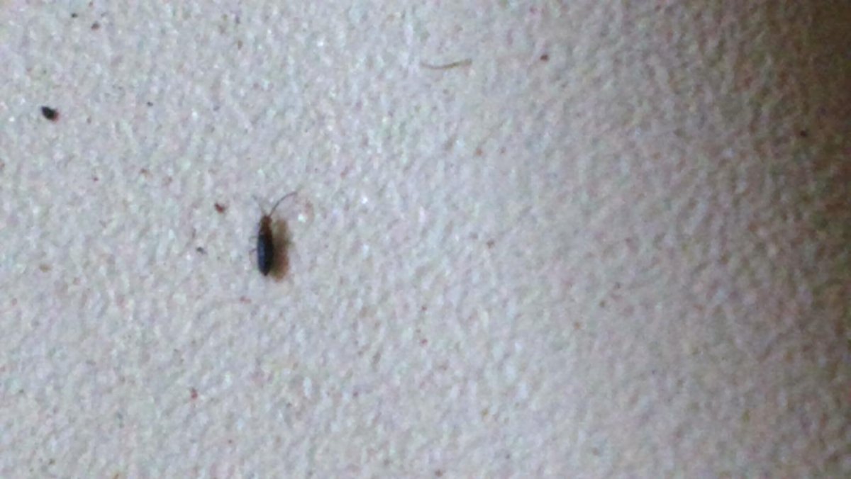 Маленький зеленый жучок 5мм