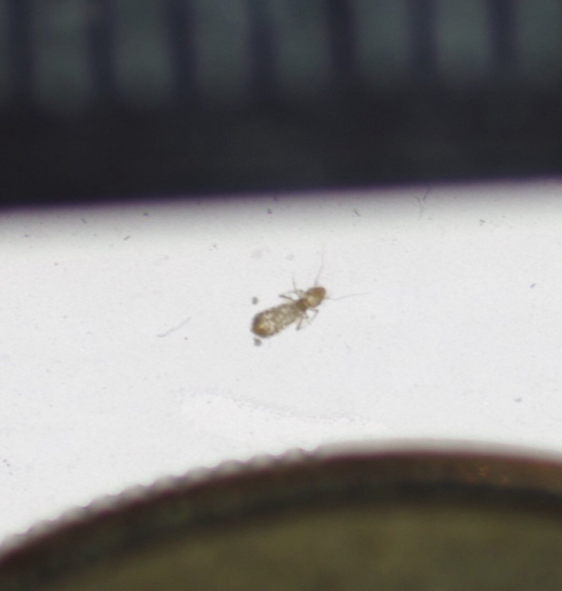 Жучки белые 2-5мм