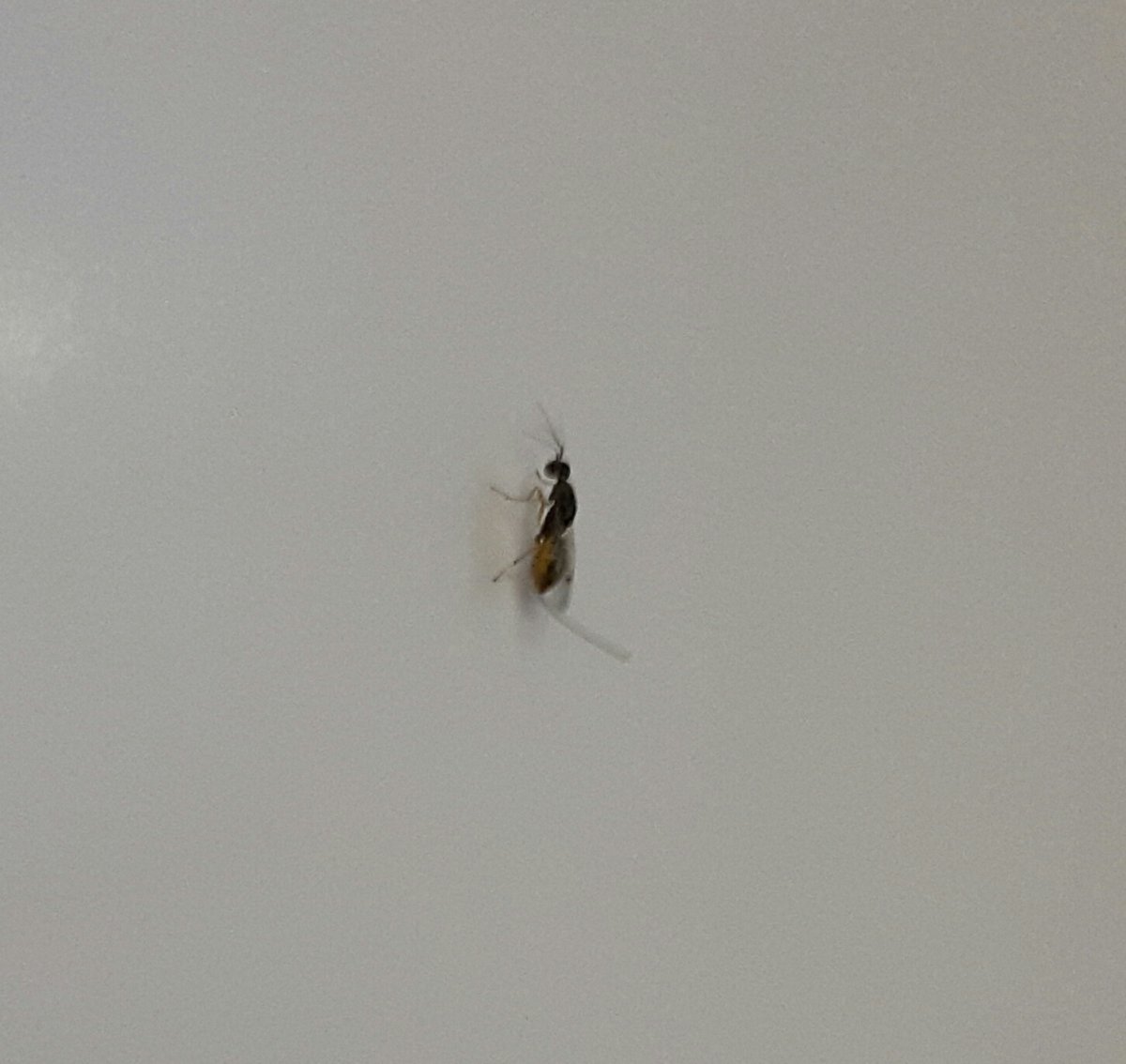 Мучная Муха