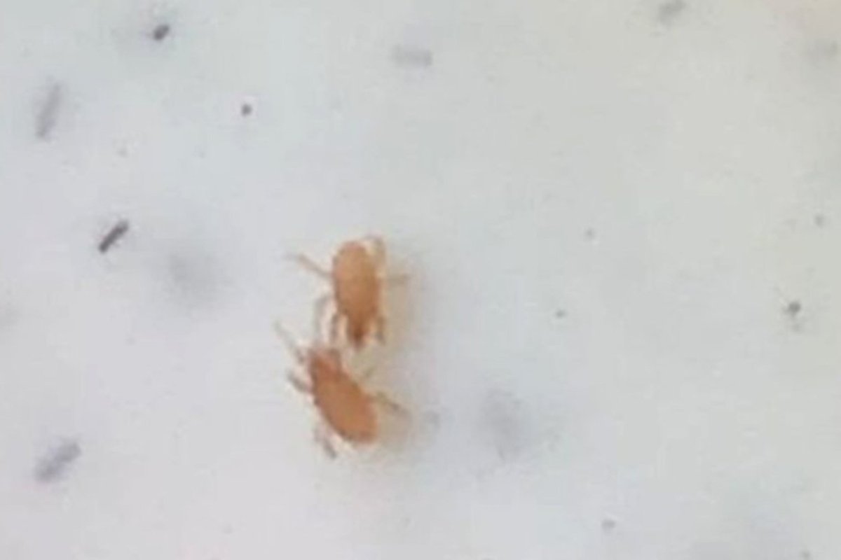 Прозрачные жучки