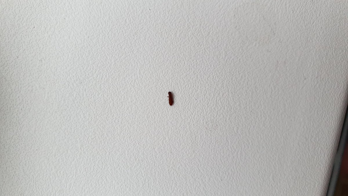 Маленькие плоские жучки в квартире