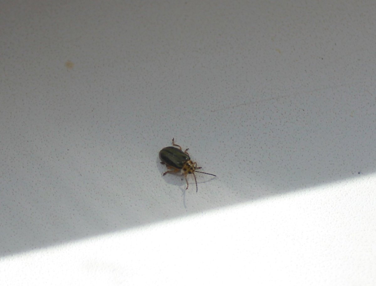 Завелись коричневые жучки