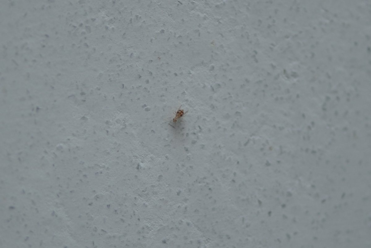 Очень мелкие насекомые