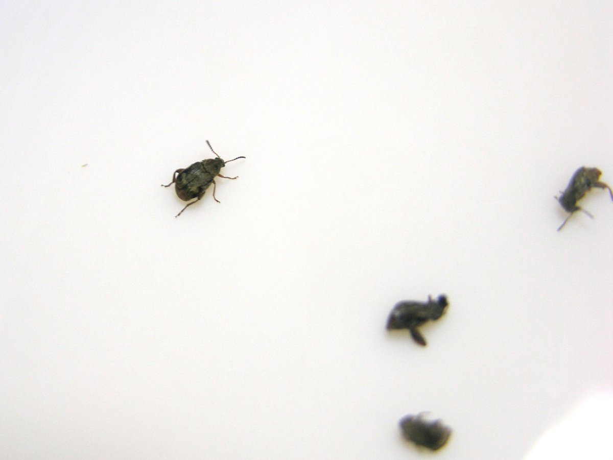 Мелкий черный Жук клоп