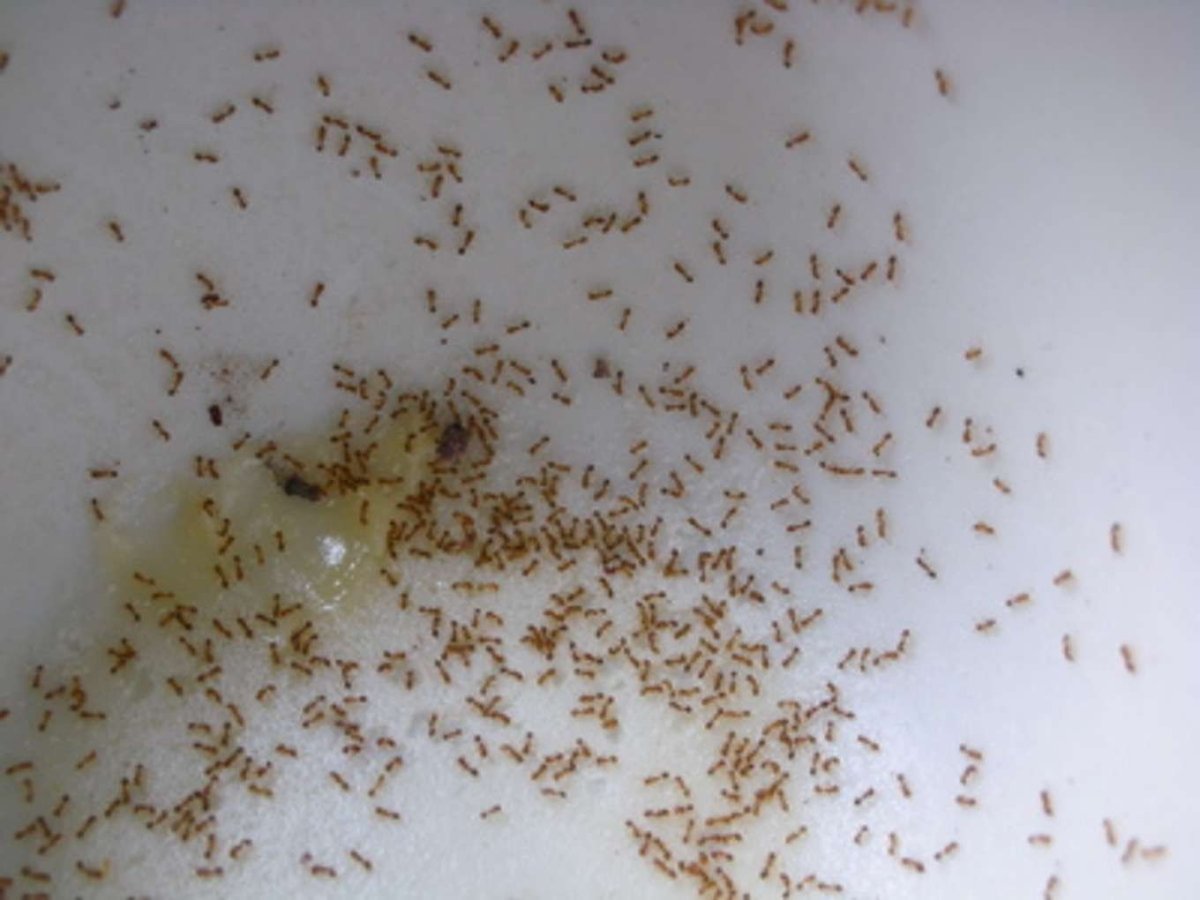 Сеноеды мошки