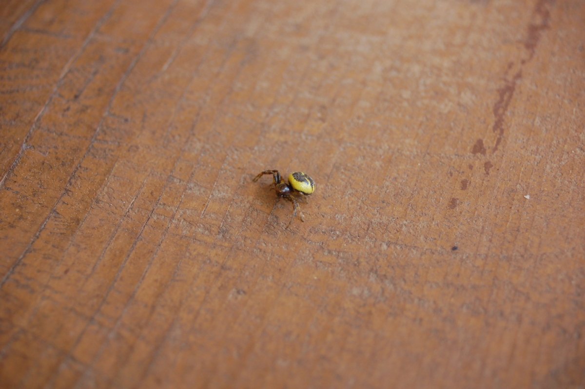 Маленькие насекомые