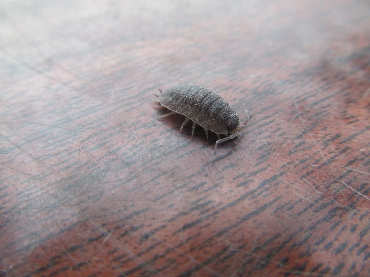 Мокрица Жук