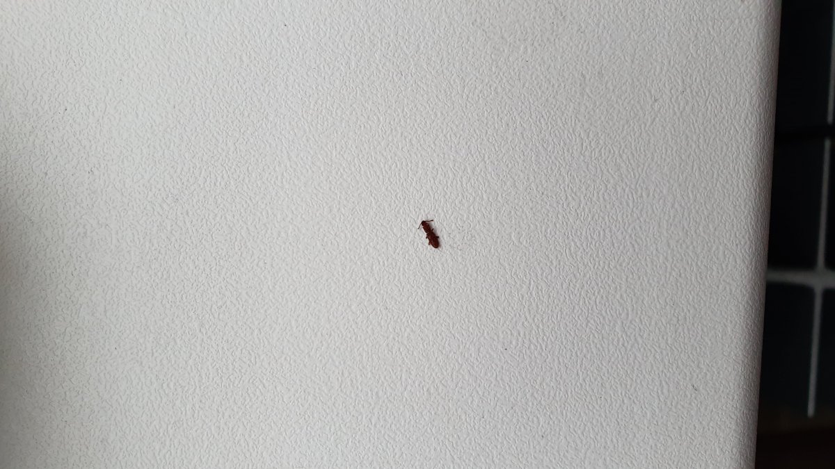 Мелкие коричневые жучки 3мм