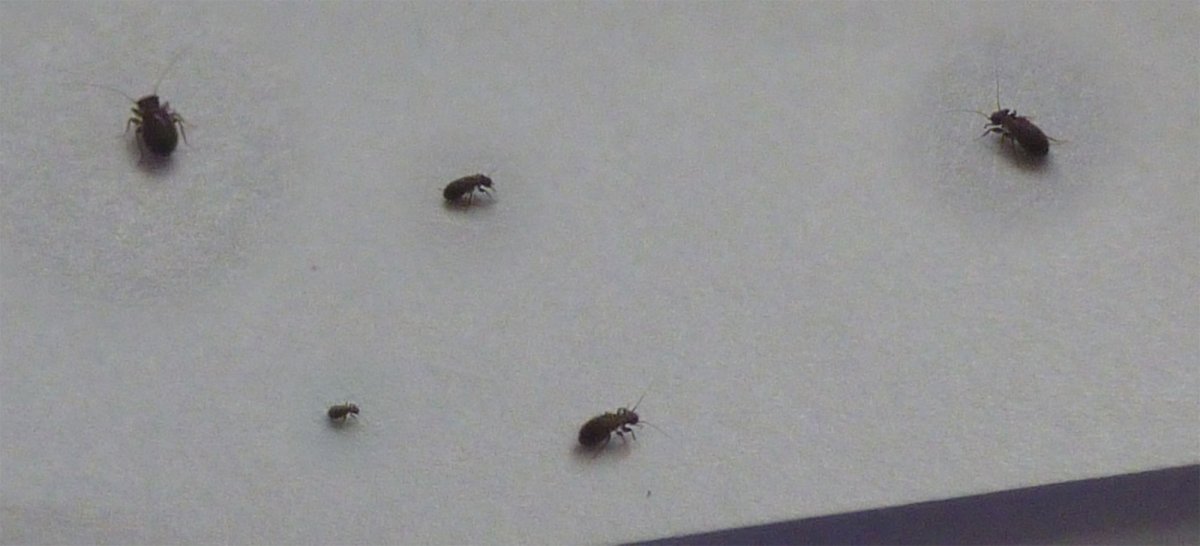 Маленькая черная мошка в квартире