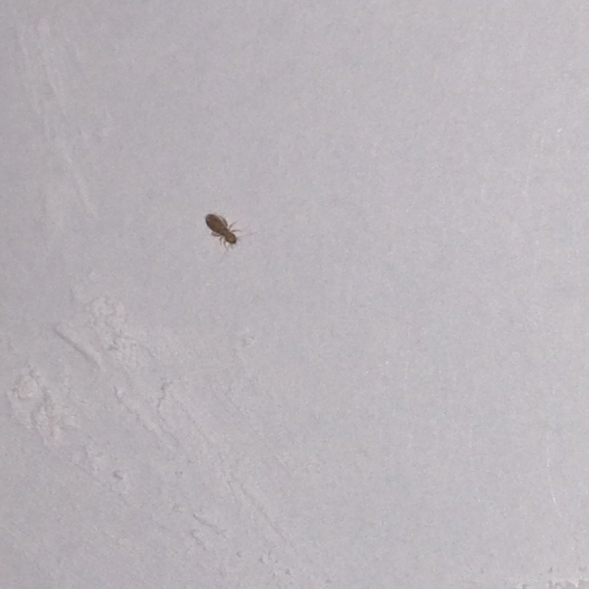 Маленькие насекомые на кухне