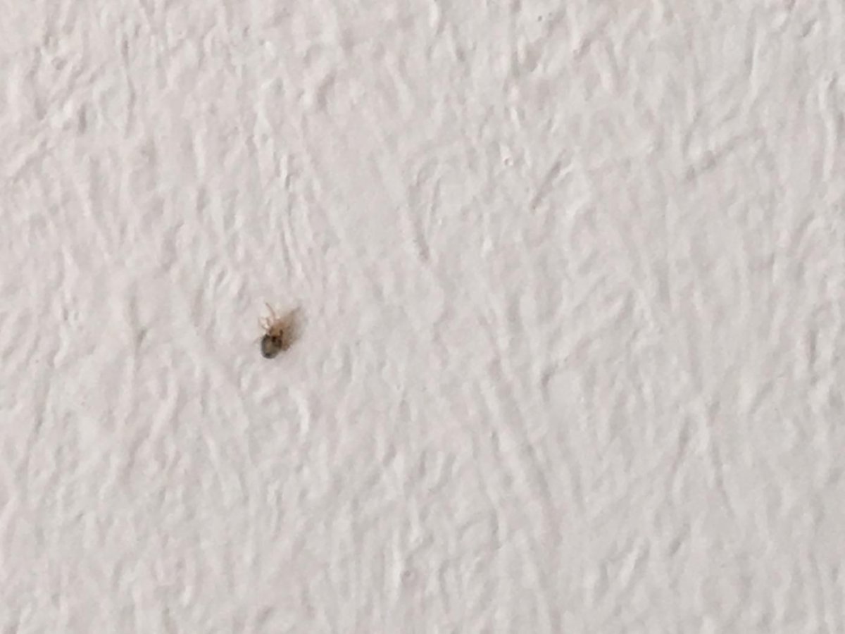 Маленькие насекомые меньше миллиметра