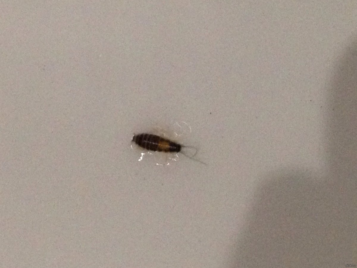 Маленькие насекомые на кухне