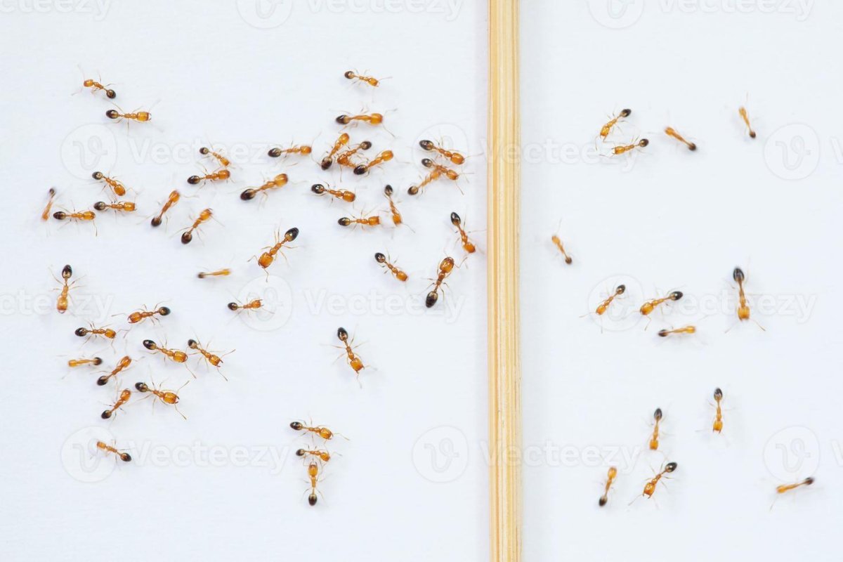 Маленькие букашки похожие на муравьев в квартире