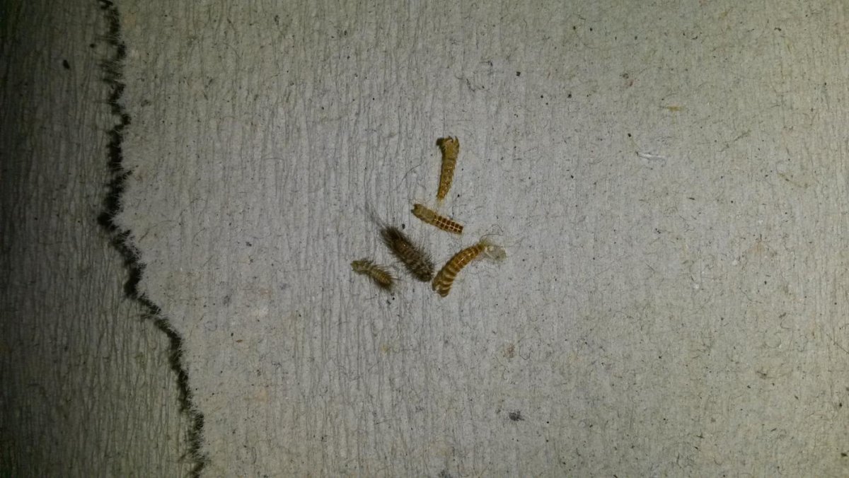 Личинки черви коричневые