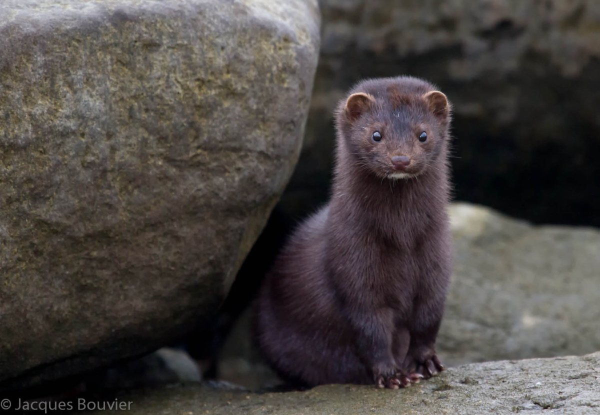 Американская норка (Mustela Vison)