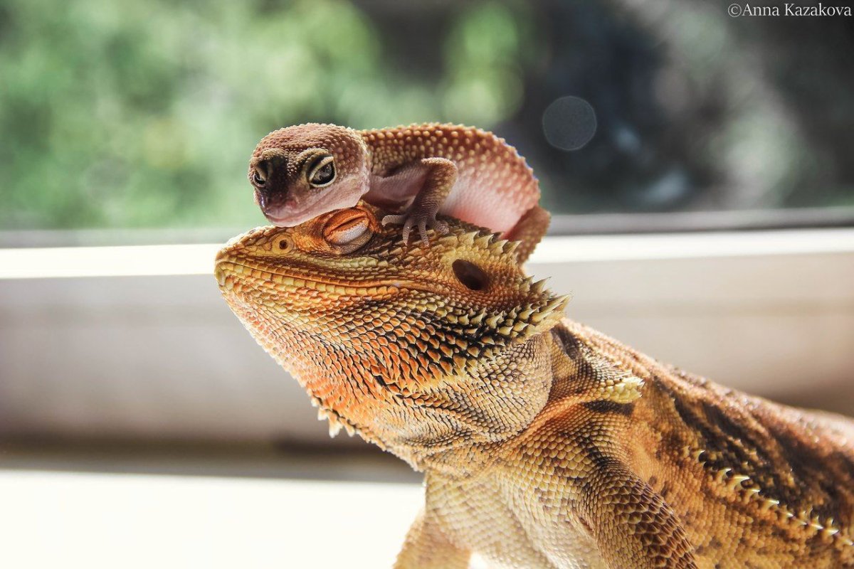 Геккон бородатая агама
