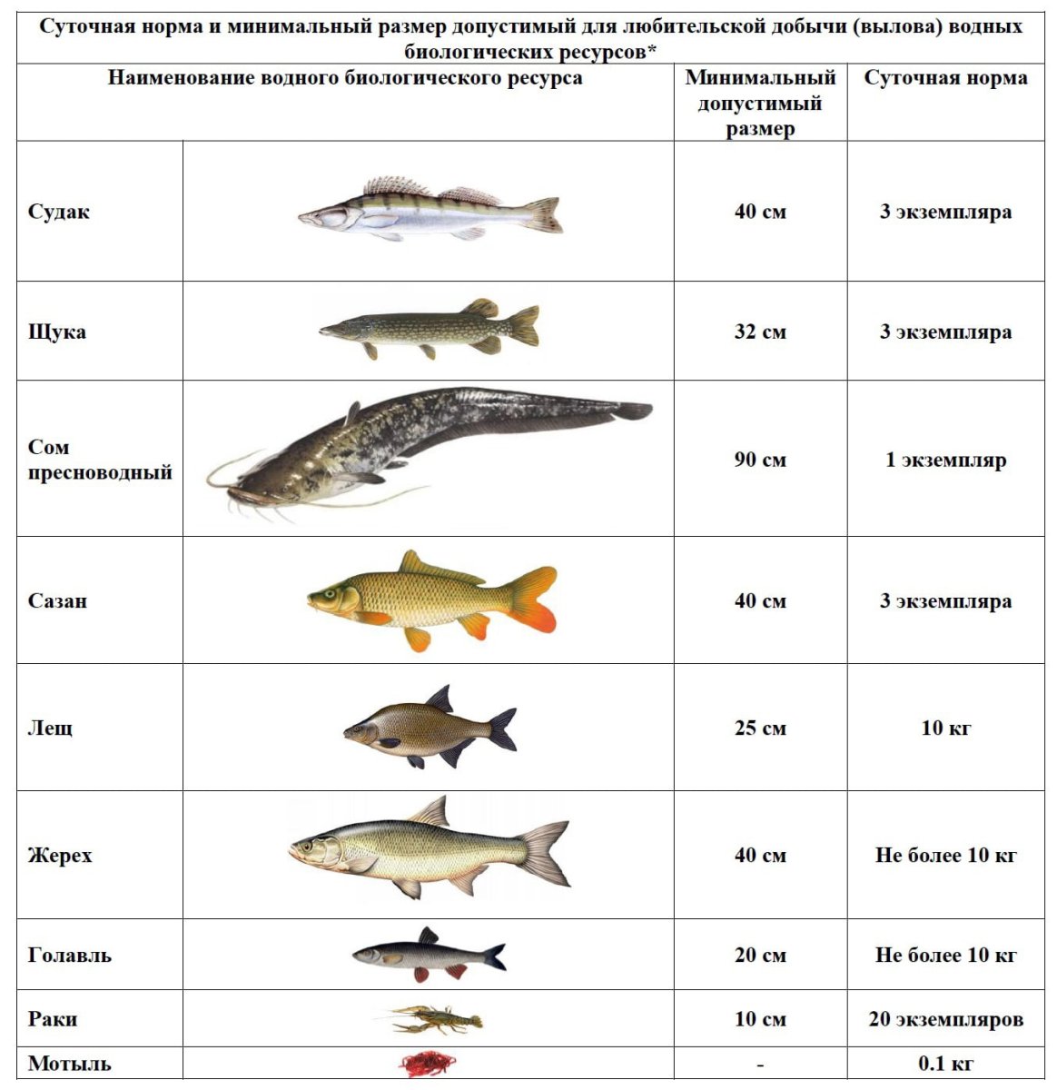 Разрешенный размер судака. Таблица размеров допустимый пойманной рыбы. Разрешённый размер рыбы для вылова в Московской области 2021. Размер судака разрешенный к вылову.