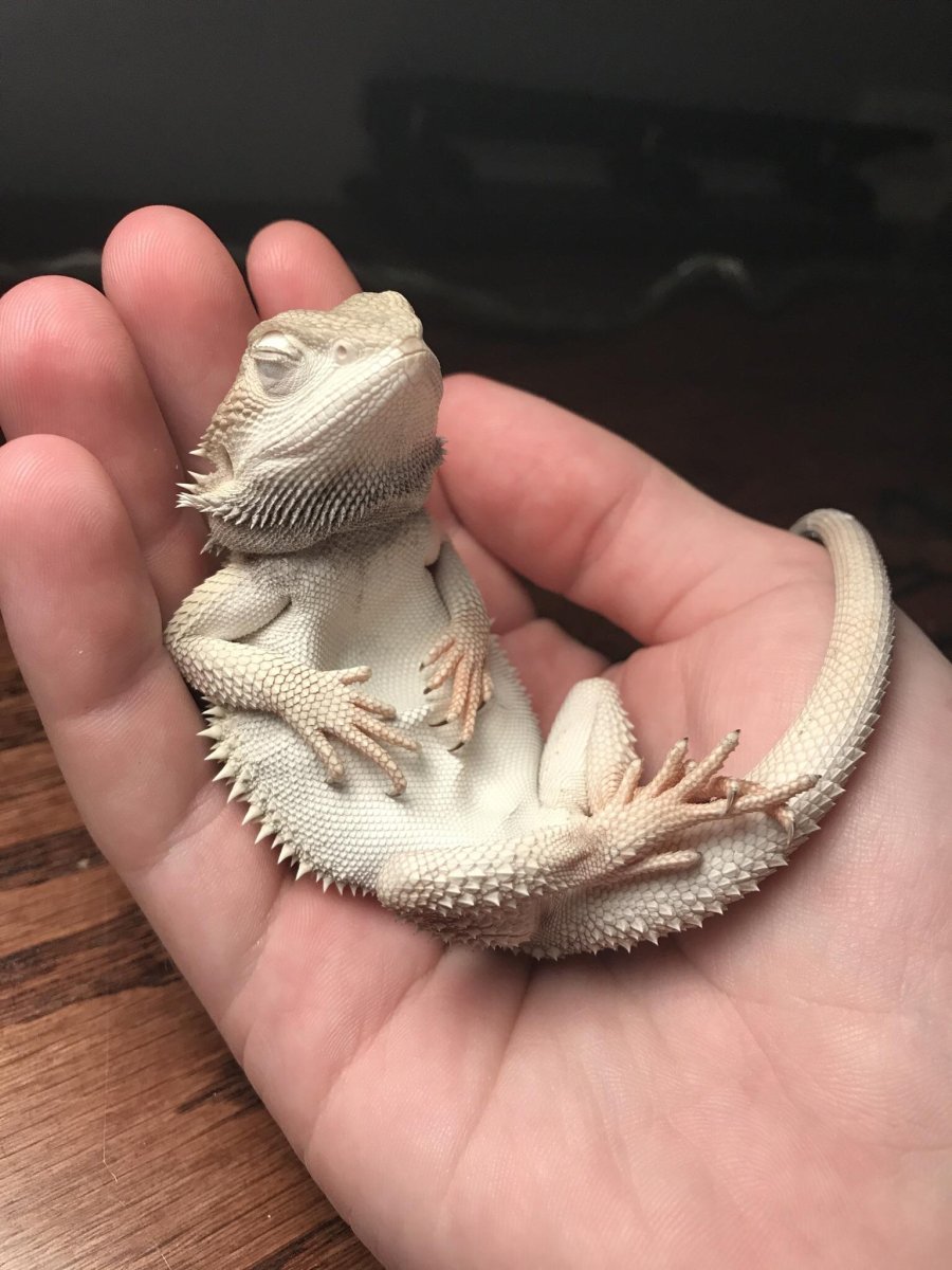 Bearded Dragon