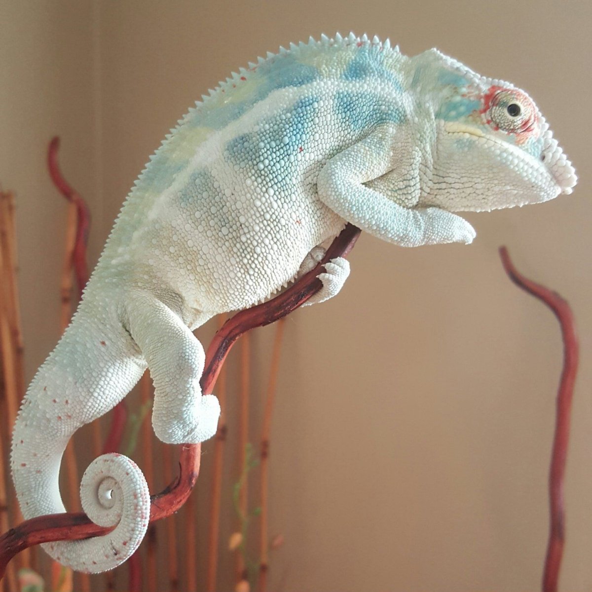 Пантеровый хамелеон самка