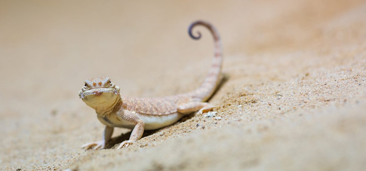 Золотистый геккон