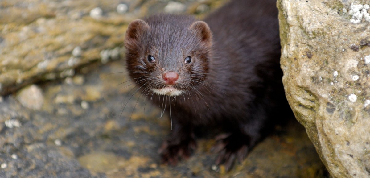 Черная американская норка