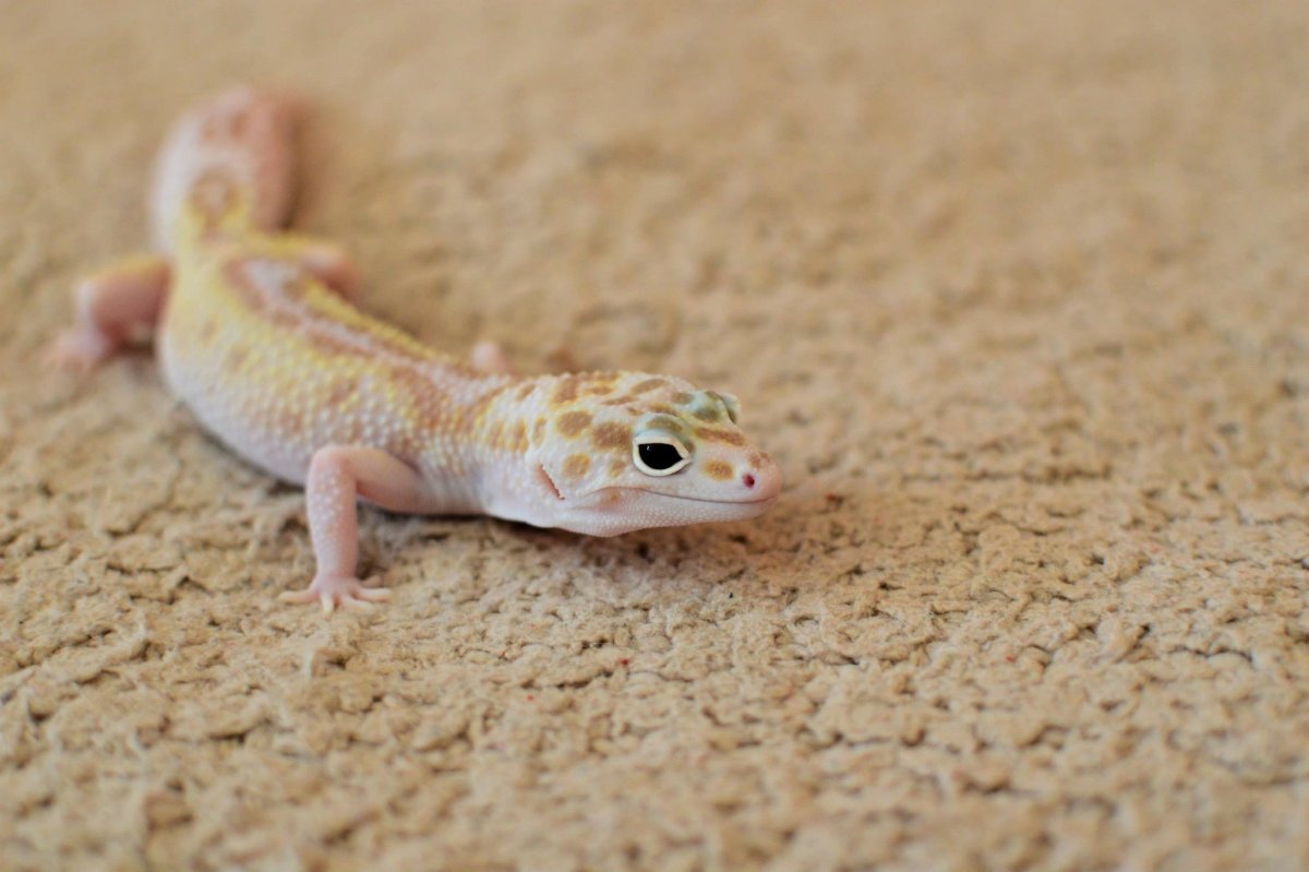 Ящерица геккон эублефар