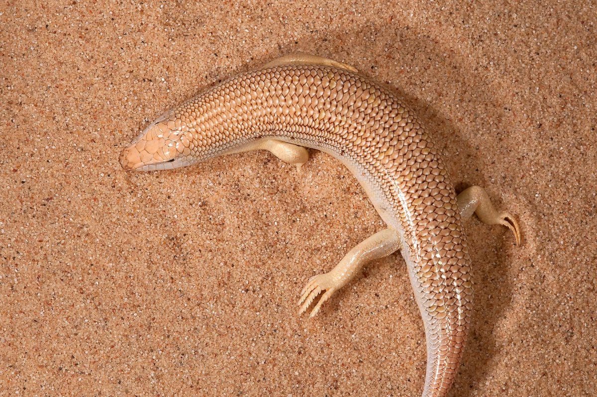 Сцинк Перри