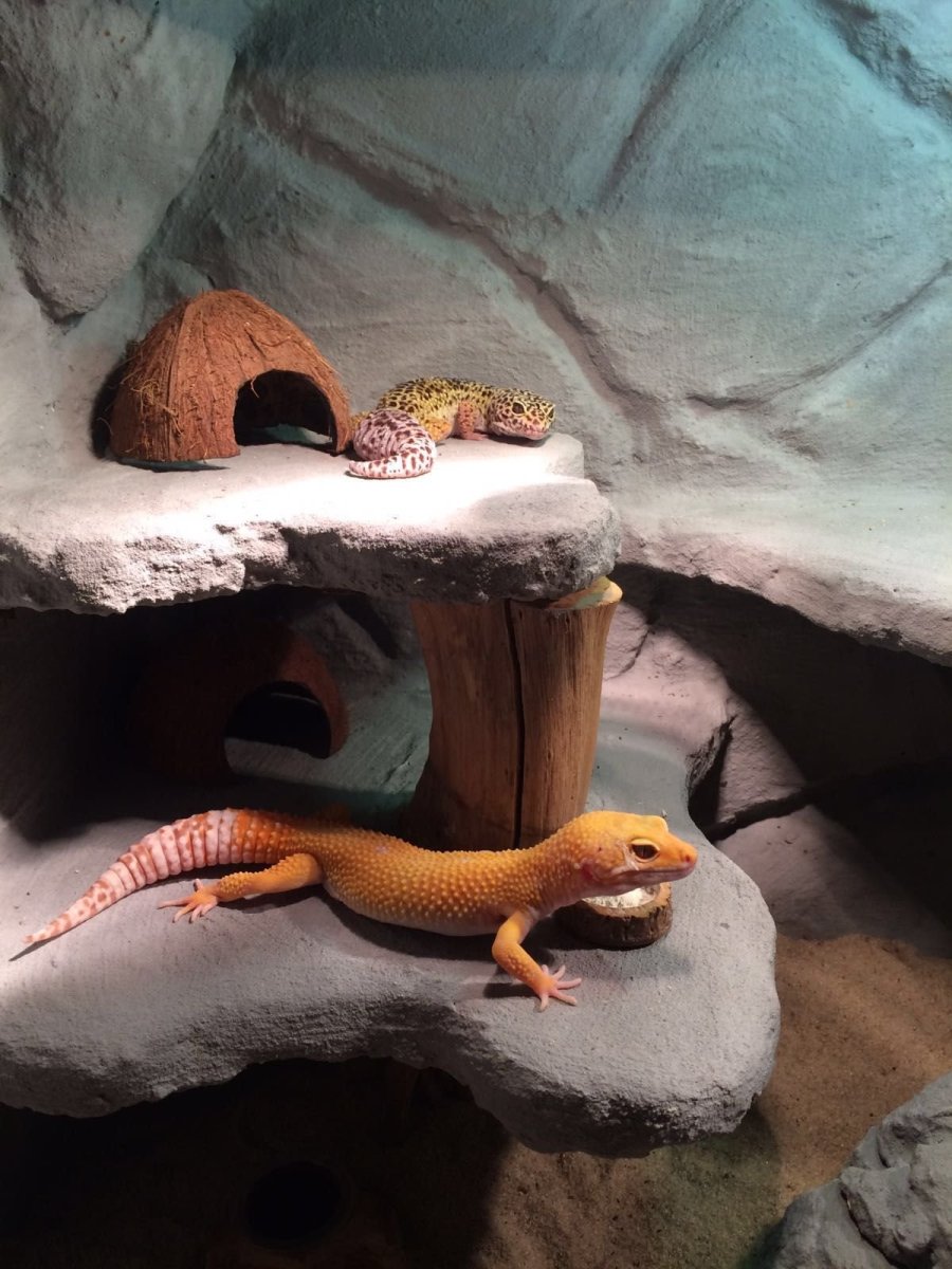 Эублефар террариум