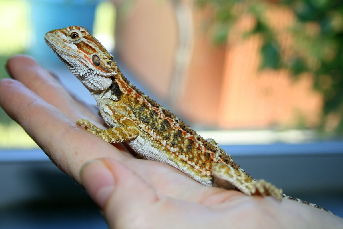 Ящерицы для домашнего содержания
