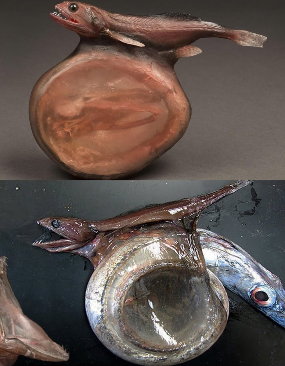 Глубоководный живоглот