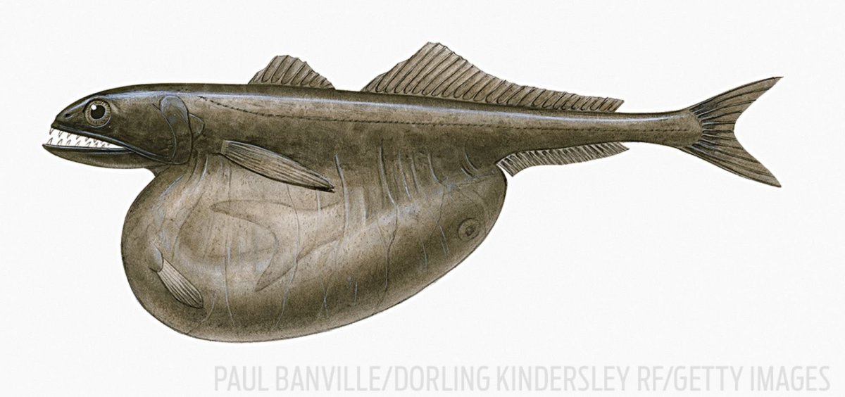 Рыба Мешкоглот