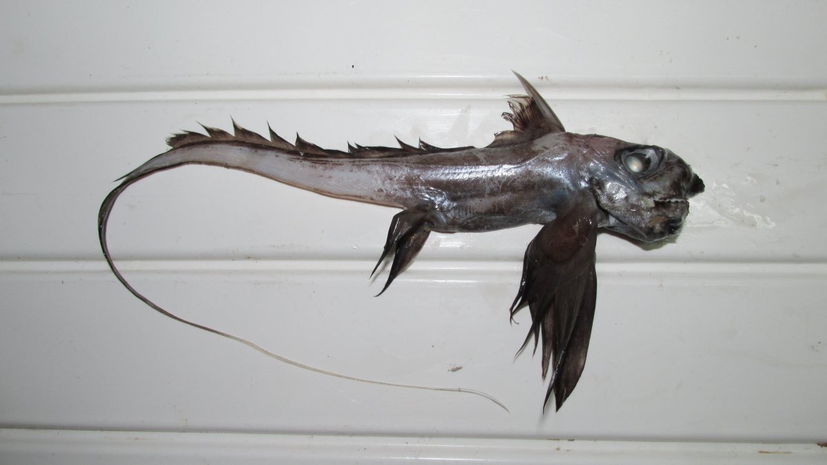 Chimaera monstrosa