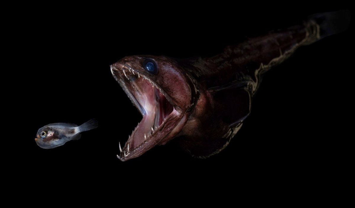 Угорь живоглот