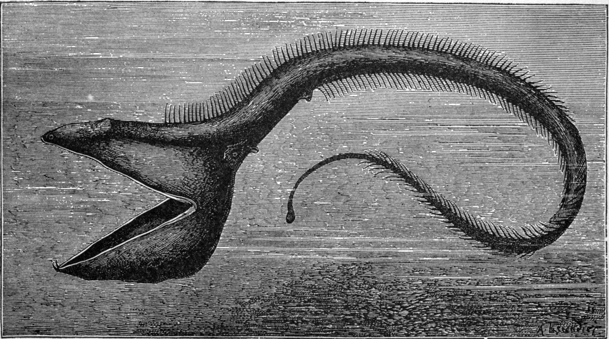 Мешкорот рыба