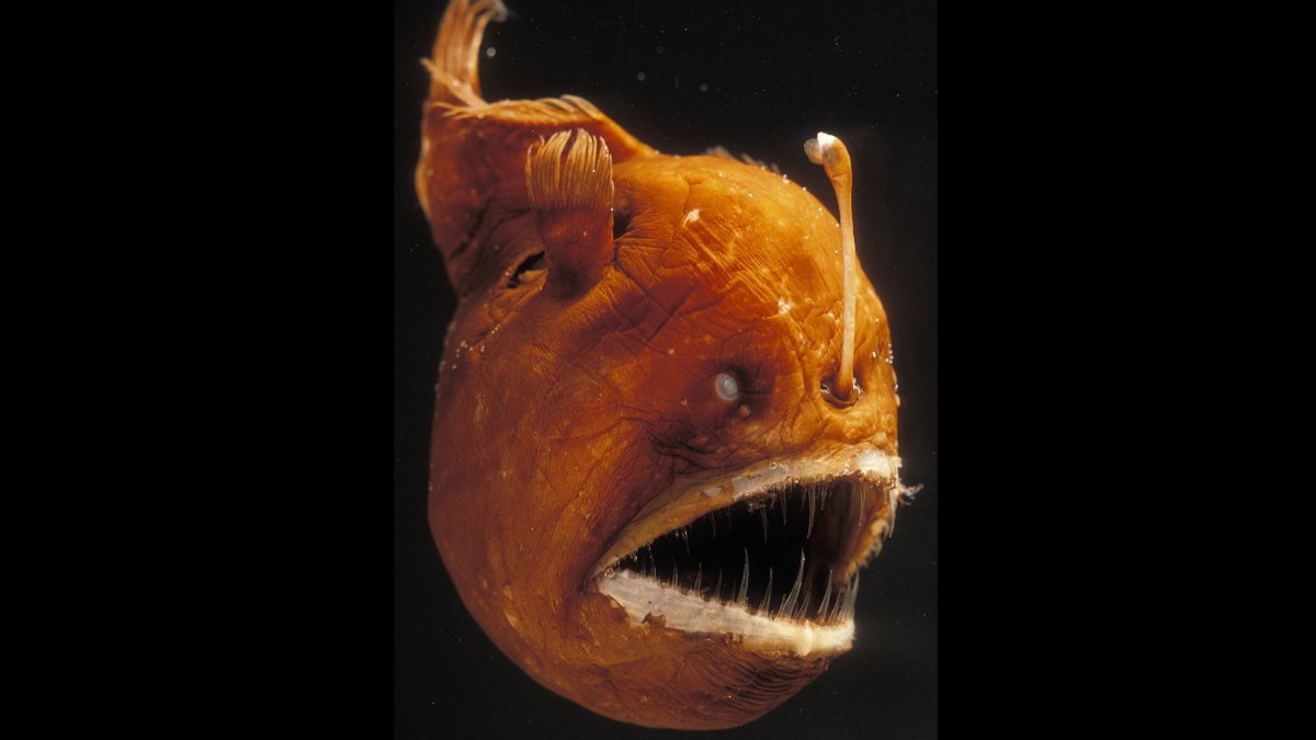 Рыба удильщик Марианская впадина