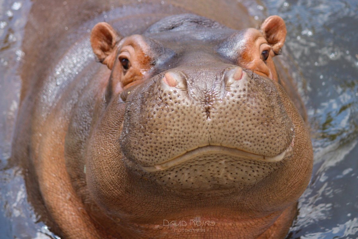 Гиппопотам антропоген