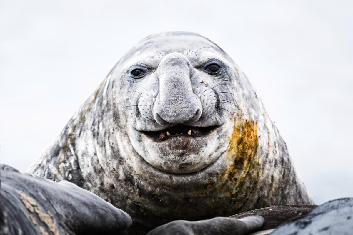 Бегемотиха Фиона