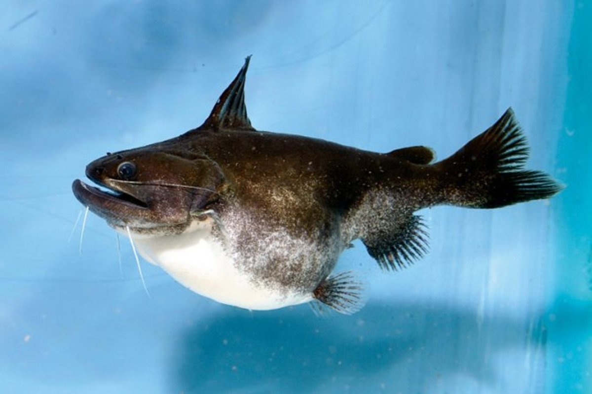 Астерофисус батраус