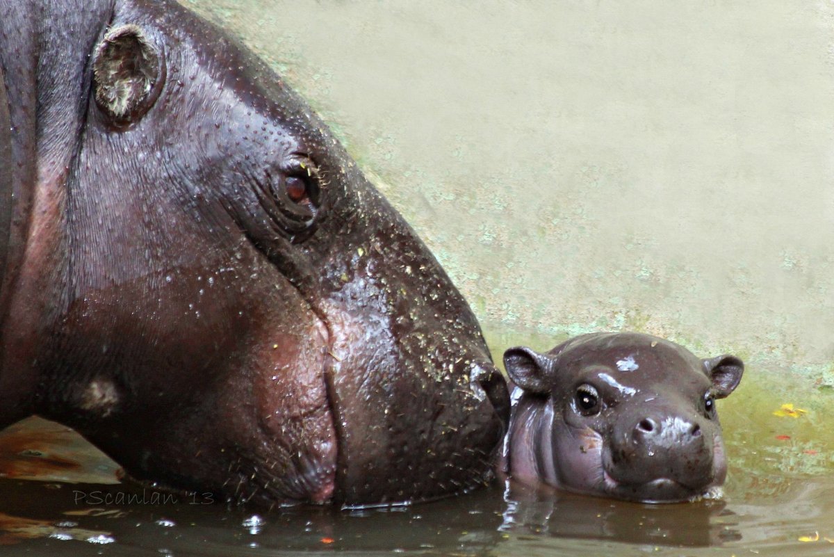 Морской морской Бегемот