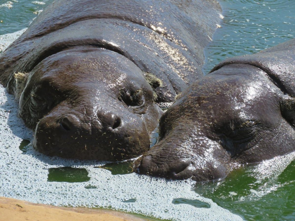 Гиппопотам смешной