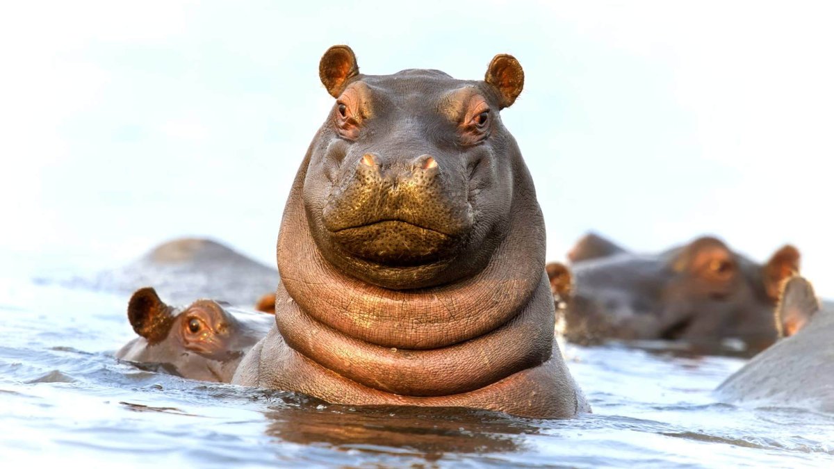Гиппопотам под водой