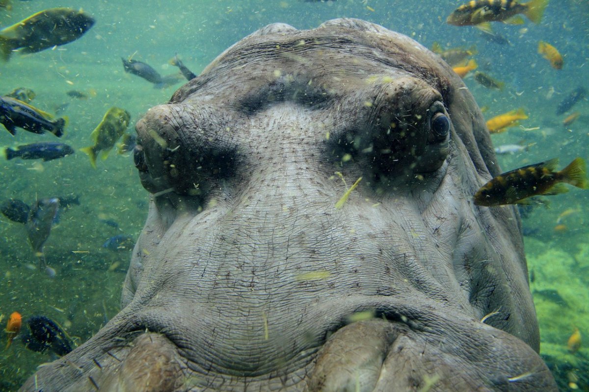 Рыба Бегемот