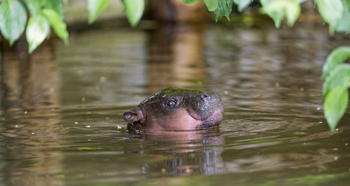 Летающий Бегемот