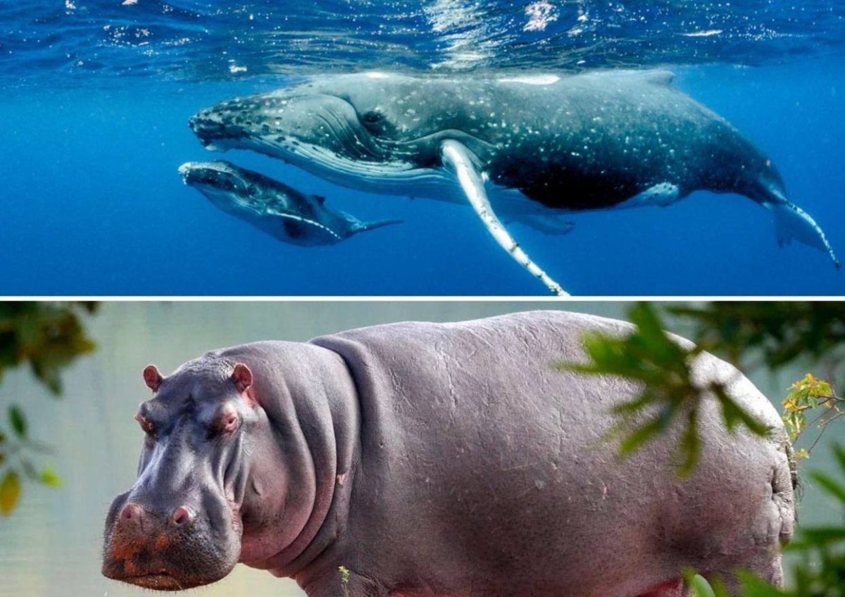 Бегемот в 4 цветах